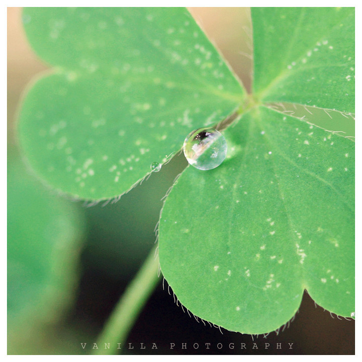 JDB平台官网入口_节约型生态园林景观设计与植物设置分析探讨