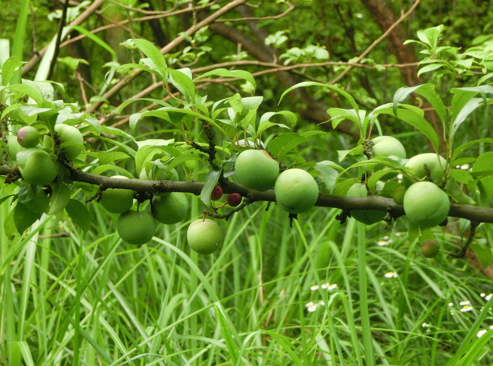 “空中菜园”项目获上海科委扶持有望在沪推广-jdb电子网站