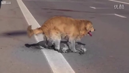 ‘jdb电子网址大全’多地复建古城因资金不足搁浅开发模式遇瓶颈