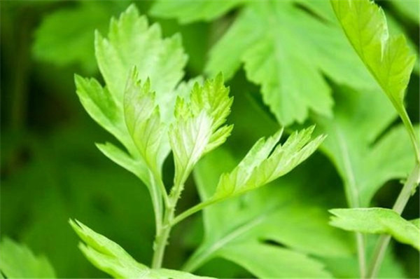 四川：宜宾临港生态景观规划获批_jdb电子网站